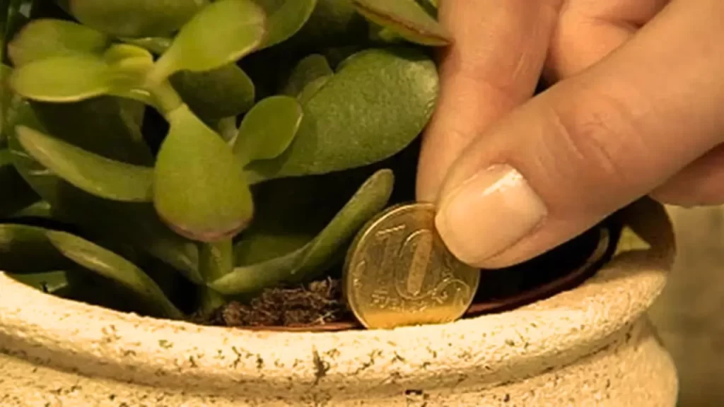como usar a planta zamioculca no feng shui para atrair dinheiro