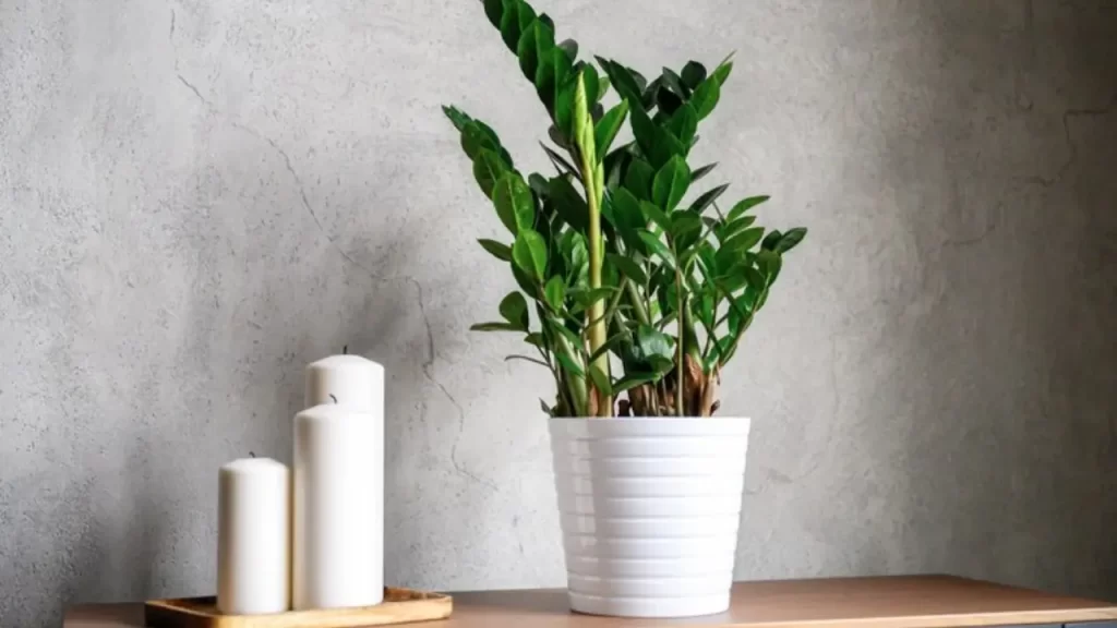 como usar a planta zamioculca no feng shui para atrair dinheiro