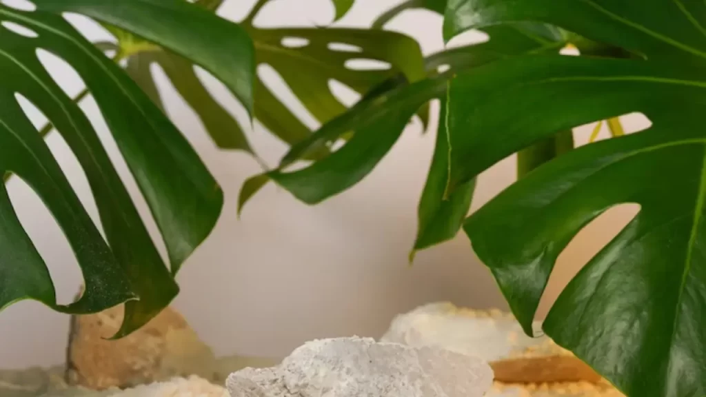 monstera
