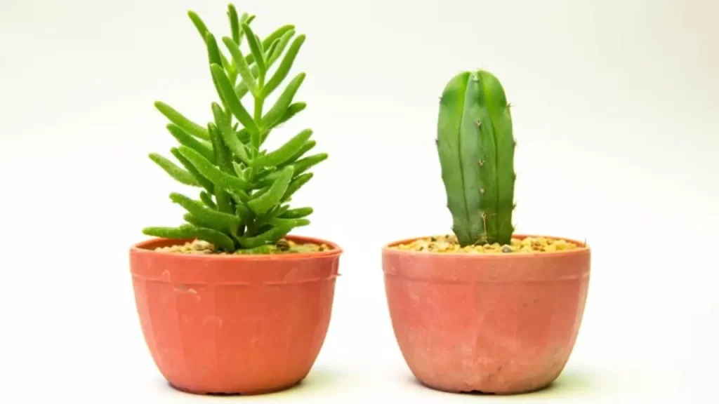 plantas que avisam quando a energia da sua casa está ruim